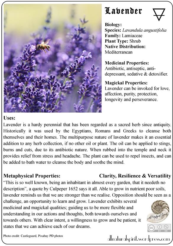 lavender, herbal, lore, meaning, properties, healing, medicinal, materia, medica, plant, guide, metaphysics, oracle, card